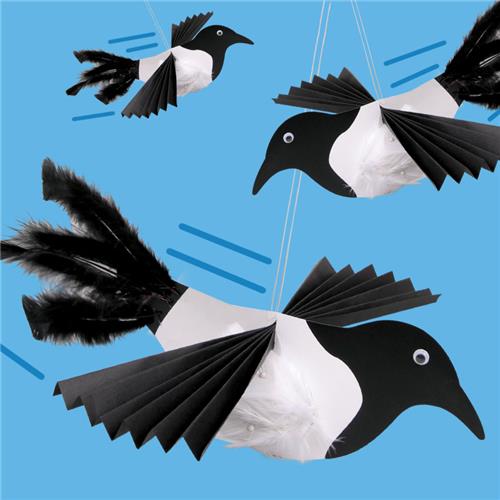 Swooping Magpie