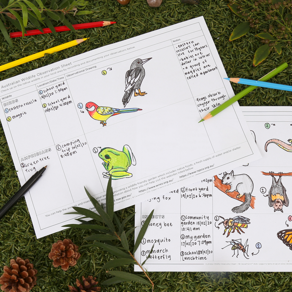 Australian Wildlife Observation Sheet | Paper & Card - CleverPatch ...