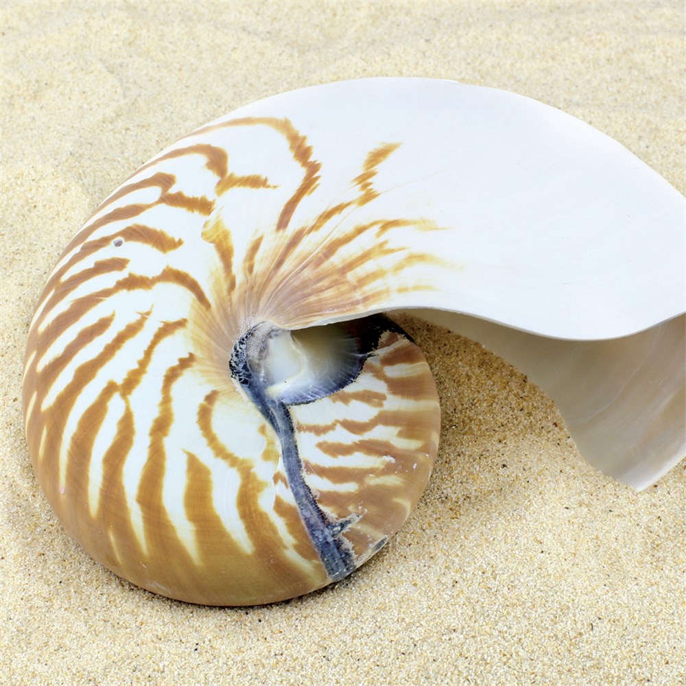 Paper nautilus animal information