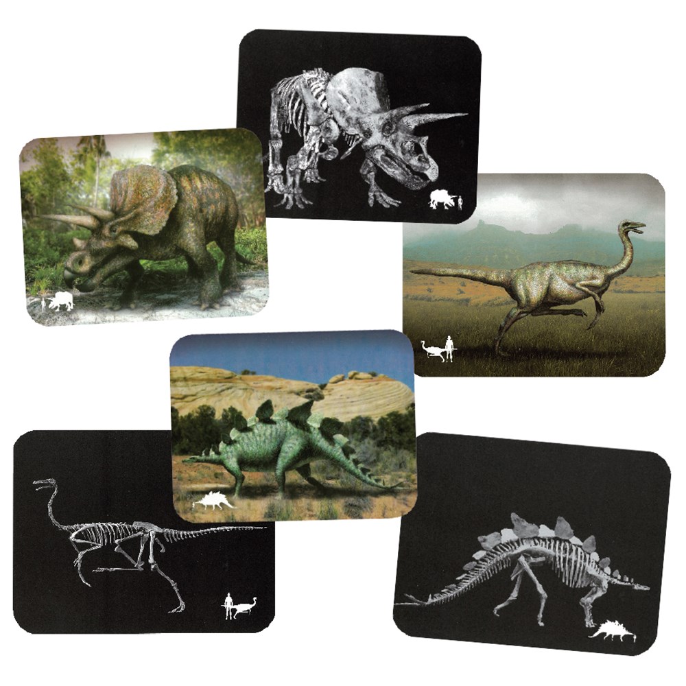 What's Inside Dinosaurs - Pack of 16 | Light Box & X-Rays | CleverPatch ...