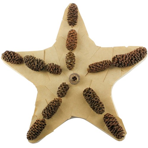 Birch Pine Cones - 250g Pack