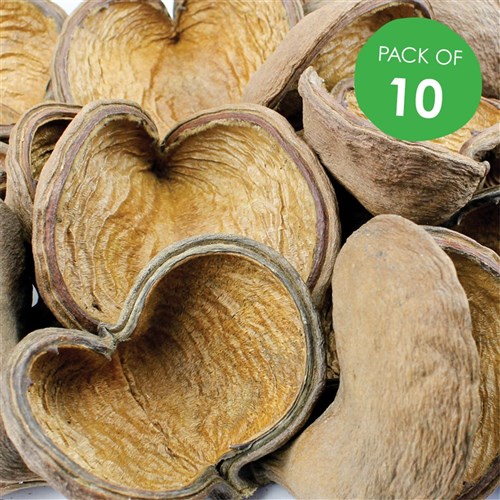 Badam Pods - Pack of 10