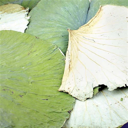 Dried Lotus Leaves - 500g Pack