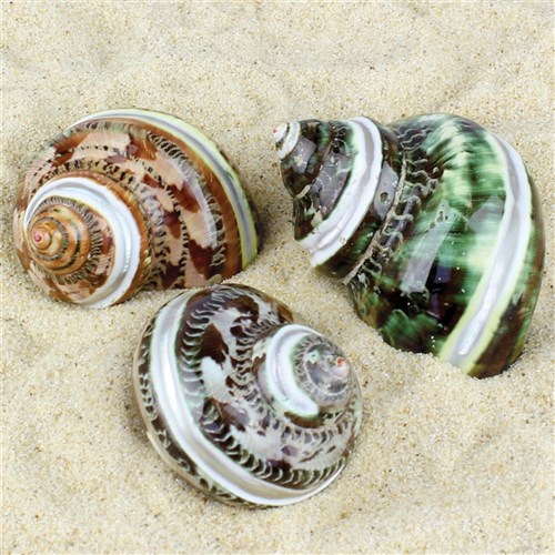 Turbo Petholatus Shells - Pack of 3