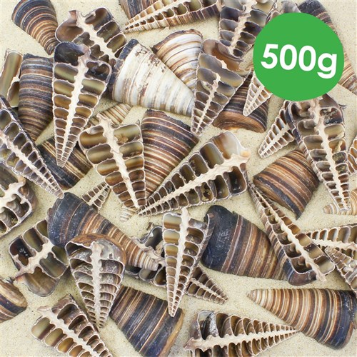 Telescopium Half Shells - 500g Pack