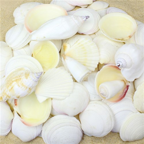 White Shell Mix - 1kg Pack