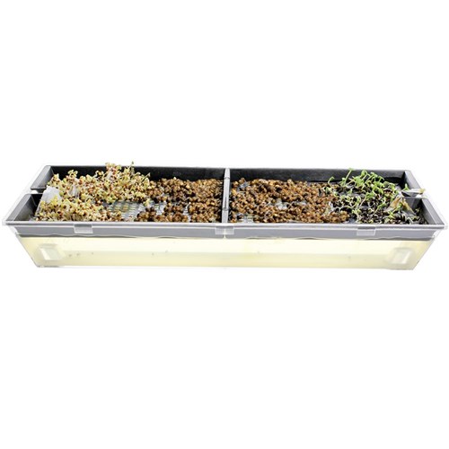 Microgreens Growing Tray