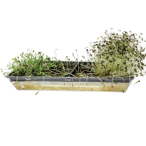 Microgreens Growing Tray