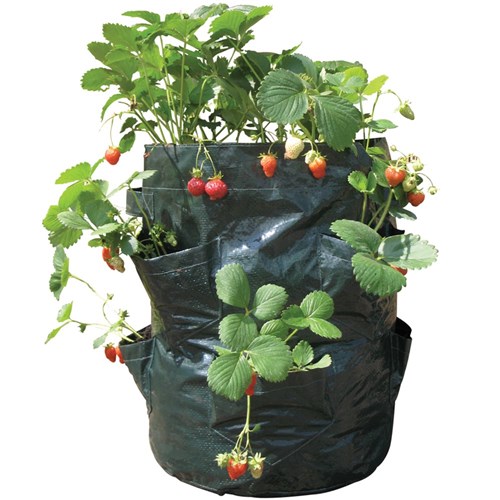 Strawberry Planters - Pack of 2