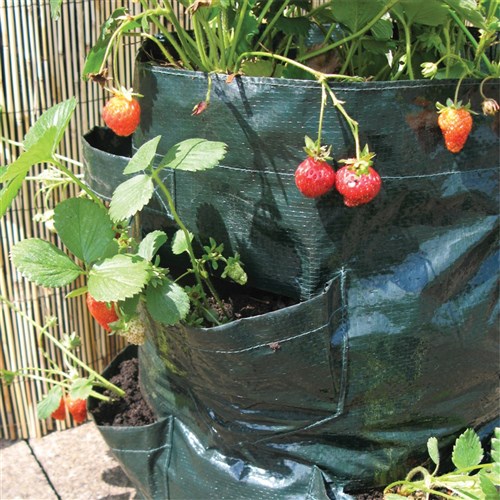 Strawberry Planters - Pack of 2