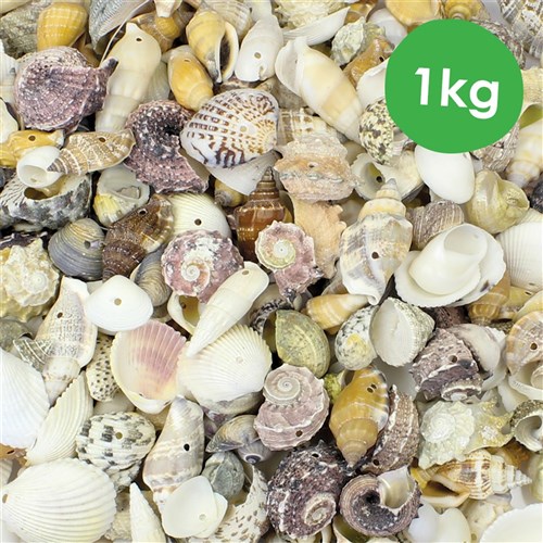 Small Threading Shells - 1kg Pack