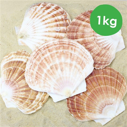 Scallop Shells - 1kg Pack