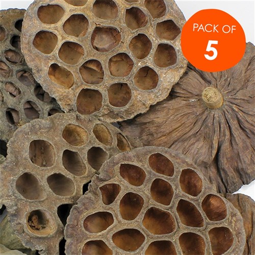 Large Lotus Pods - Pack of 5