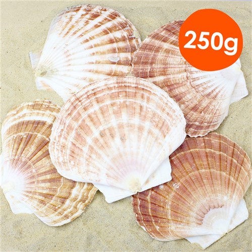 Scallop Shells - 250g Pack