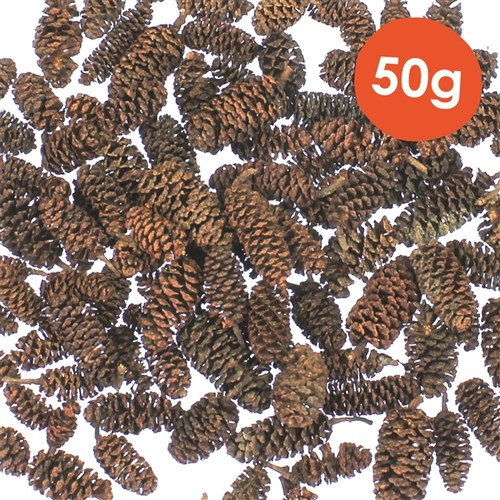 Birch Pine Cones - 50g Pack