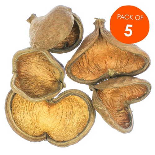 Badam Nut Pods - Pack of 5