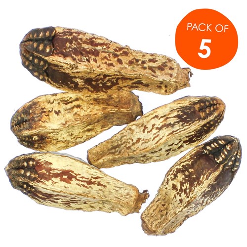 Mahogany Pods - Pack of 5