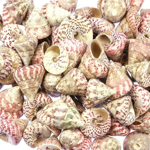 Trocha Red Shells - 1kg Pack