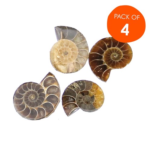 Polished Fossils - Pack of 4