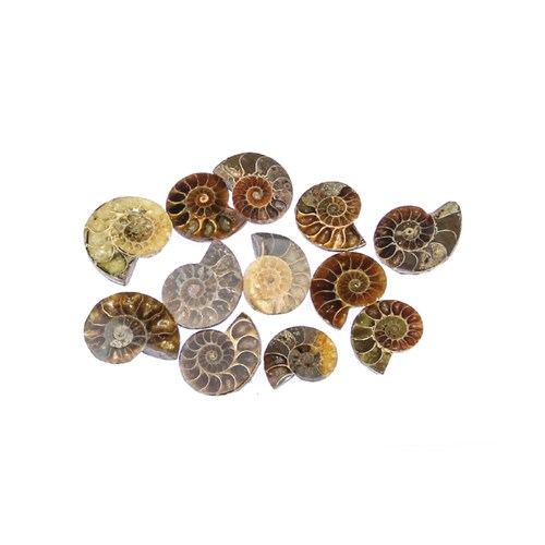 Polished Fossils - Pack of 4